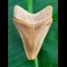 5.7 cm large colorful tooth of Carcharocles megalodon from Bone Valley
