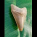 5.7 cm large colorful tooth of Carcharocles megalodon from Bone Valley