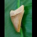 5.7 cm large colorful tooth of Carcharocles megalodon from Bone Valley