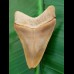5.7 cm large colorful tooth of Carcharocles megalodon from Bone Valley