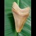 5.7 cm large colorful tooth of Carcharocles megalodon from Bone Valley