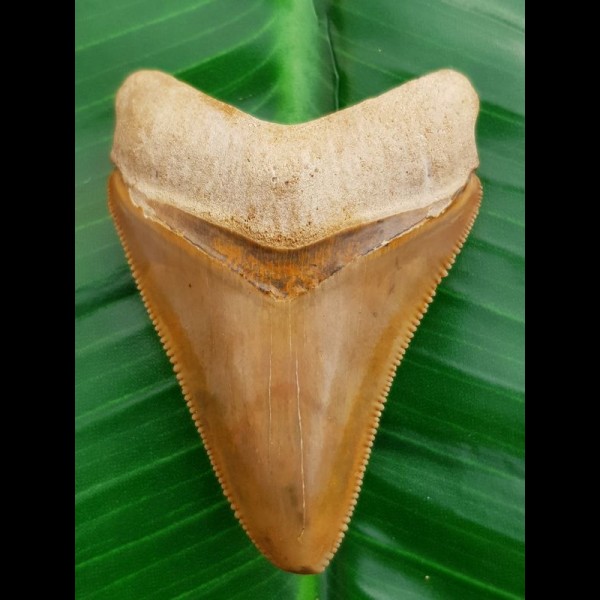 5.7 cm large colorful tooth of Carcharocles megalodon from Bone Valley