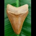 5.7 cm large colorful tooth of Carcharocles megalodon from Bone Valley