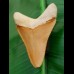 5,7 cm großer wunderschön gefärbter Megalodon Zahn aus dem Bone Valley
