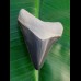5,4 cm großer Zahn des Megalodon in bipolarer Färbung aus dem Bone Valley