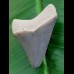 5,4 cm großer Zahn des Megalodon in bipolarer Färbung aus dem Bone Valley