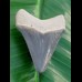 5,4 cm großer Zahn des Megalodon in bipolarer Färbung aus dem Bone Valley