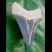 5,4 cm großer Zahn des Megalodon in bipolarer Färbung aus dem Bone Valley