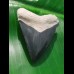 4.5 cm large tooth of Carcharocles Chubutensis from Bone Valley