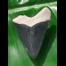4.5 cm large tooth of Carcharocles Chubutensis from Bone Valley