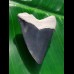 4.5 cm large tooth of Carcharocles Chubutensis from Bone Valley