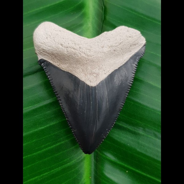 4.5 cm large tooth of Carcharocles Chubutensis from Bone Valley