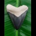 4.5 cm large tooth of Carcharocles Chubutensis from Bone Valley
