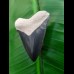 4.5 cm large tooth of Carcharocles Chubutensis from Bone Valley