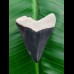 4.5 cm large tooth of Carcharocles Chubutensis from Bone Valley