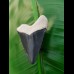 4.5 cm large tooth of Carcharocles Chubutensis from Bone Valley