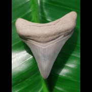 4.1 cm tooth of Carcharocles megalodon from the phosphate mines of Bone Valley