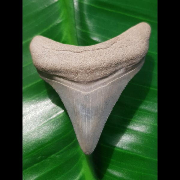 4,1 cm Zahn des Carcharocles Megalodon aus den Phosphatminen des Bone Valley