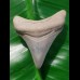 4,1 cm Zahn des Carcharocles Megalodon aus den Phosphatminen des Bone Valley