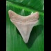 4,1 cm Zahn des Carcharocles Megalodon aus den Phosphatminen des Bone Valley