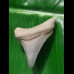 4,1 cm Zahn des Carcharocles Megalodon aus den Phosphatminen des Bone Valley