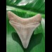 4,1 cm Zahn des Carcharocles Megalodon aus den Phosphatminen des Bone Valley