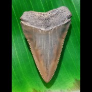 5,1 cm riesiger farbenprächtiger Zahn des Carcharodon Carcharias