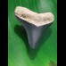 3,6 cm großer Zahn des jungen Megalodon aus dem Bone Valley