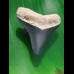 3.6 cm tooth of young megalodon from Bone Valley