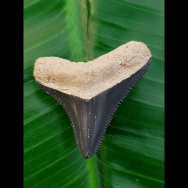 3.6 cm tooth of young megalodon from Bone Valley