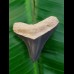 3.6 cm tooth of young megalodon from Bone Valley