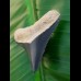 3.6 cm tooth of young megalodon from Bone Valley