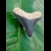 3.6 cm tooth of young megalodon from Bone Valley