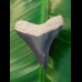 3.6 cm tooth of young megalodon from Bone Valley