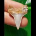 2.9 cm large tooth of Cosmopolidus hastalis