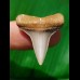 2.9 cm large tooth of Cosmopolidus hastalis