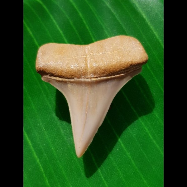 3,0 cm großer Zahn des Cosmopolitodus hastalis