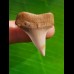 3.0 cm large tooth of Cosmopolitodus hastalis