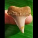 3.0 cm large tooth of Cosmopolitodus hastalis