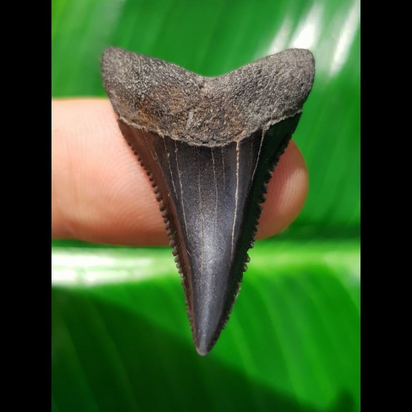 3,3 cm großer tiefschwarzer Zahn des Carcharodon carcharias