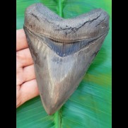 13,5cm Museumsqualität Haizahn des Megalodon