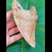 14,3 cm riesiger Zahn des Megalodon mit beeindruckender rötlichem Farbspiel aus Indonesien