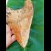 14,3 cm riesiger Zahn des Megalodon mit beeindruckender rötlichem Farbspiel aus Indonesien