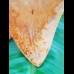 14,3 cm riesiger Zahn des Megalodon mit beeindruckender rötlichem Farbspiel aus Indonesien