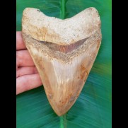 14,3 cm riesiger Zahn des Megalodon mit beeindruckender rötlichem Farbspiel aus Indonesien