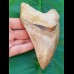 14,3 cm riesiger Zahn des Megalodon mit beeindruckender rötlichem Farbspiel aus Indonesien