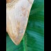 14,3 cm riesiger Zahn des Megalodon mit beeindruckender rötlichem Farbspiel aus Indonesien