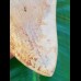 14,3 cm riesiger Zahn des Megalodon mit beeindruckender rötlichem Farbspiel aus Indonesien