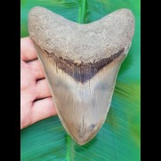 14,4 cm riesiger und sehr massiver Zahn des Megalodon aus Indonesien