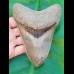 14,4 cm riesiger und sehr massiver Zahn des Megalodon aus Indonesien